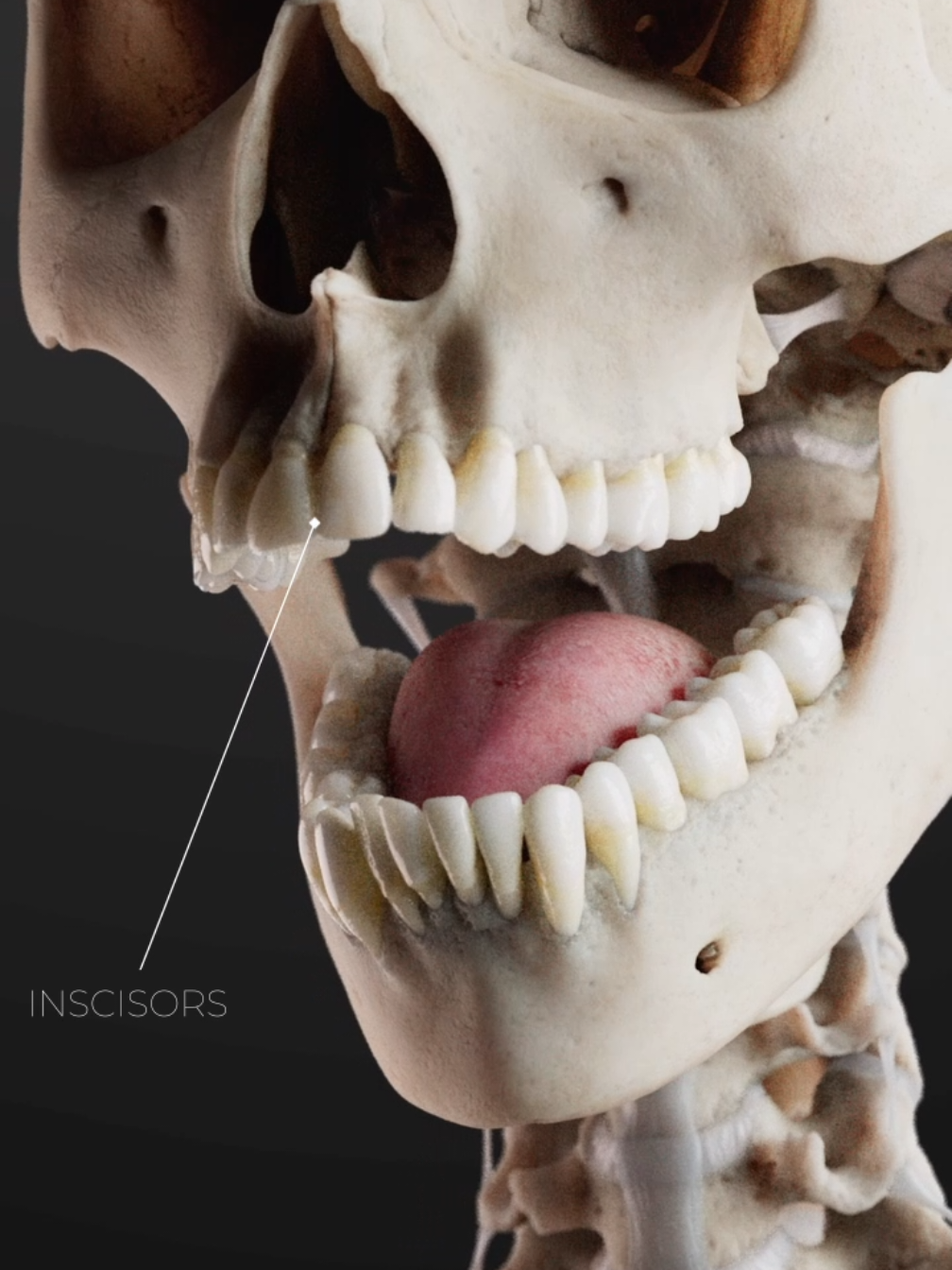 Incisors, canines, premolars, molars; each tooth tells a story. More than a bite: their shape reveals function, their wear shows age, and their roots anchor deep into maxillary and mandibular bone. Until 2024 it was originally thought you could never grow back new teeth, until a team of researchers out of Japan discovered a drug that could assist to grow new teeth even in adulthood! This is dental anatomy in high-resolution 3D.  #MedStudentUK #UKMedicine #SurgeonTok #NHSDoctor #AnatomyReel #HumanBodyFacts #studygram #doctortok #medicaleducation #HumanBody 