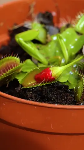 Simple ways to start your own garden #flowers #greenlife #gardening #plantsoftiktok #hacks #tip #DIY #fyp 