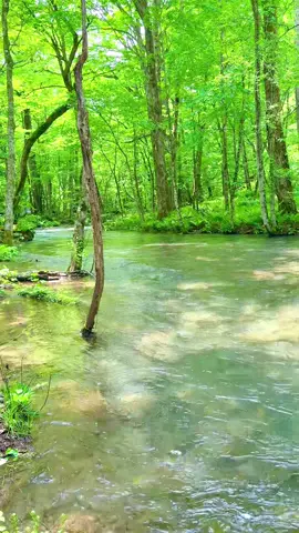 幸せでした、、、#奥入瀬渓流 #青森#夏旅 
