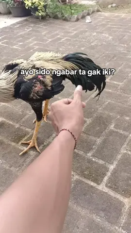 sido opo gak😋 #fyp #trending #4u #ngabar #bangkoksuper #ayambangkoksuper #botohmudapunyacerita #storyayam 