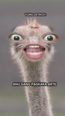 Paano kung biglang nagsalita yung OSTRICH?????