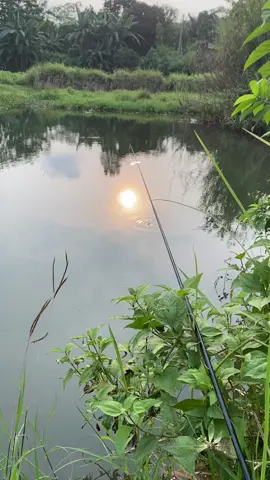 Bahan sw mu bolo #mancing #mancingikan #spotmancing #mujair #nila #nyored 