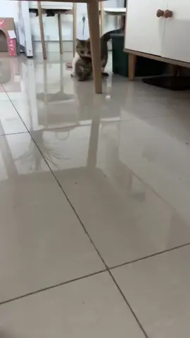 cute 🥰 #cats #cat #cute #fyp 