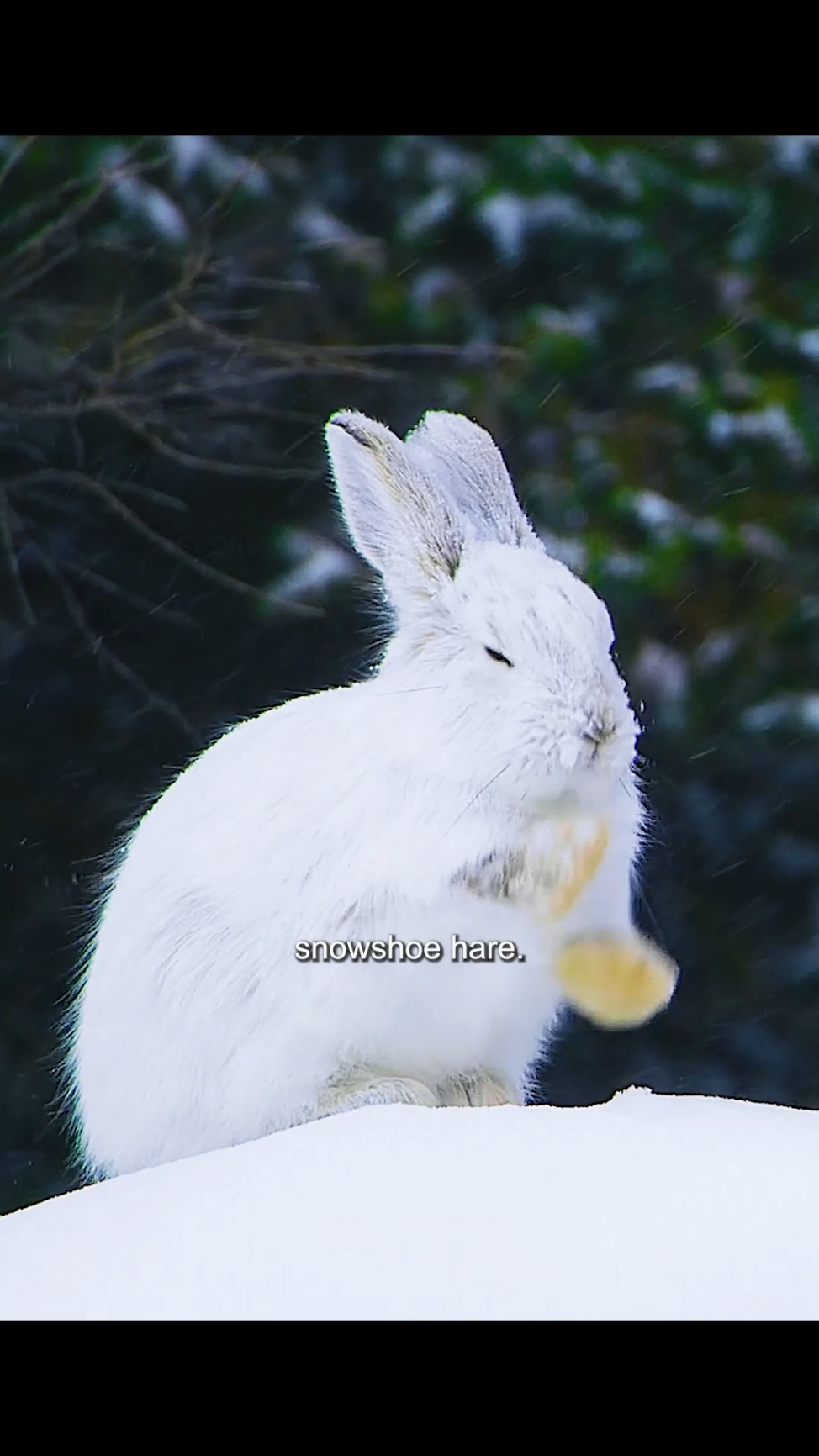 The rabbit with built-in rain boots is just too cute!#animals #tiktok #fyp #rabbit #wildlife #hunting 