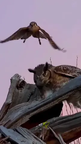 Peregrine falcon vs owl #wildlife #animals #fyp 