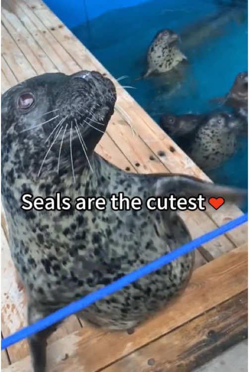 Seals are the cutest♥ #seal #silly #cute #seals #funny #sillyseals #sealsoftiktok #funnyseal #sealcore #sealfyp #sealtok #sillysealboy #sillyseal #cutie #foca #fyp #foryou #foryoupage 