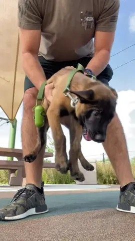 Funny Malinois dog#funny #funnyvideos #dog #lol 