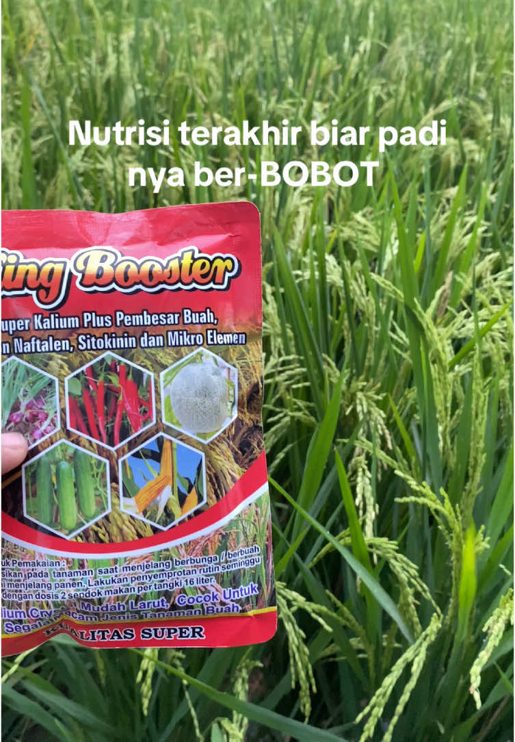 Biar padi makin berbobot king boster solusinya  #fyp #sawah #petani #petaniindonesia🇮🇩🇮🇩🇮🇩🌿🌿 #petanipadi #petanimuda #petanimilenial #kingboster 