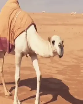 #خزامه_الشمري #البرنامج_الاصفر_فالبايو #تصمايم_خزامهuof_16 #سعدون_فيصل 