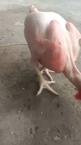 ayam broiler tanpa Bulu#ayamgundul#ayamunik😂😁 #broilergundul#unik #ayamlucu 