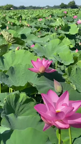 Chill cùng cánh đồng sen #creatorsearchinsights #sen #flowers #lotus #chill #canhdep #binhyen #hoasen 
