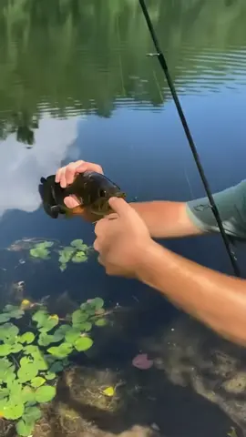 Funny fish #fish #fishing #fyp #animals #cute #foryou 