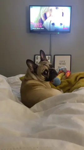 Playing with your dogs🐶🐶🤣🥰#dog#funny#funnyanimals#funnypets#animals #dogsofttiktok #pet #foryou #longervideos