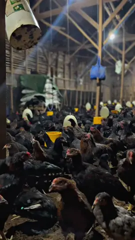 Ayam joper lewat 🤣 #fyp #ayamkampung #mulaiajadulu #yangoentingcuan #ternakayam #gasdulubarucurhat #cocokuntukstorywa #trending #ternakayamkampung 