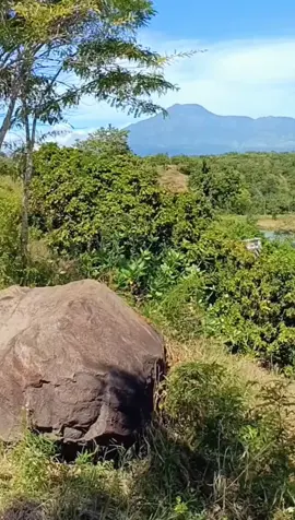 view menejukkan mata dan enak buat santai  . lokasi waduk Bajulmati  krajan baluran kec banyu putih situbondo jatim #wadukjatigede #wadukbajulmati #situbondo #visitsitubondo #wisatasitubondo #viral 