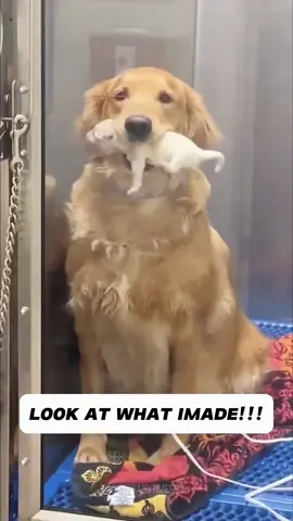 My dog looks very proud #dog #funny #fyp #pet #proud #goodmood 