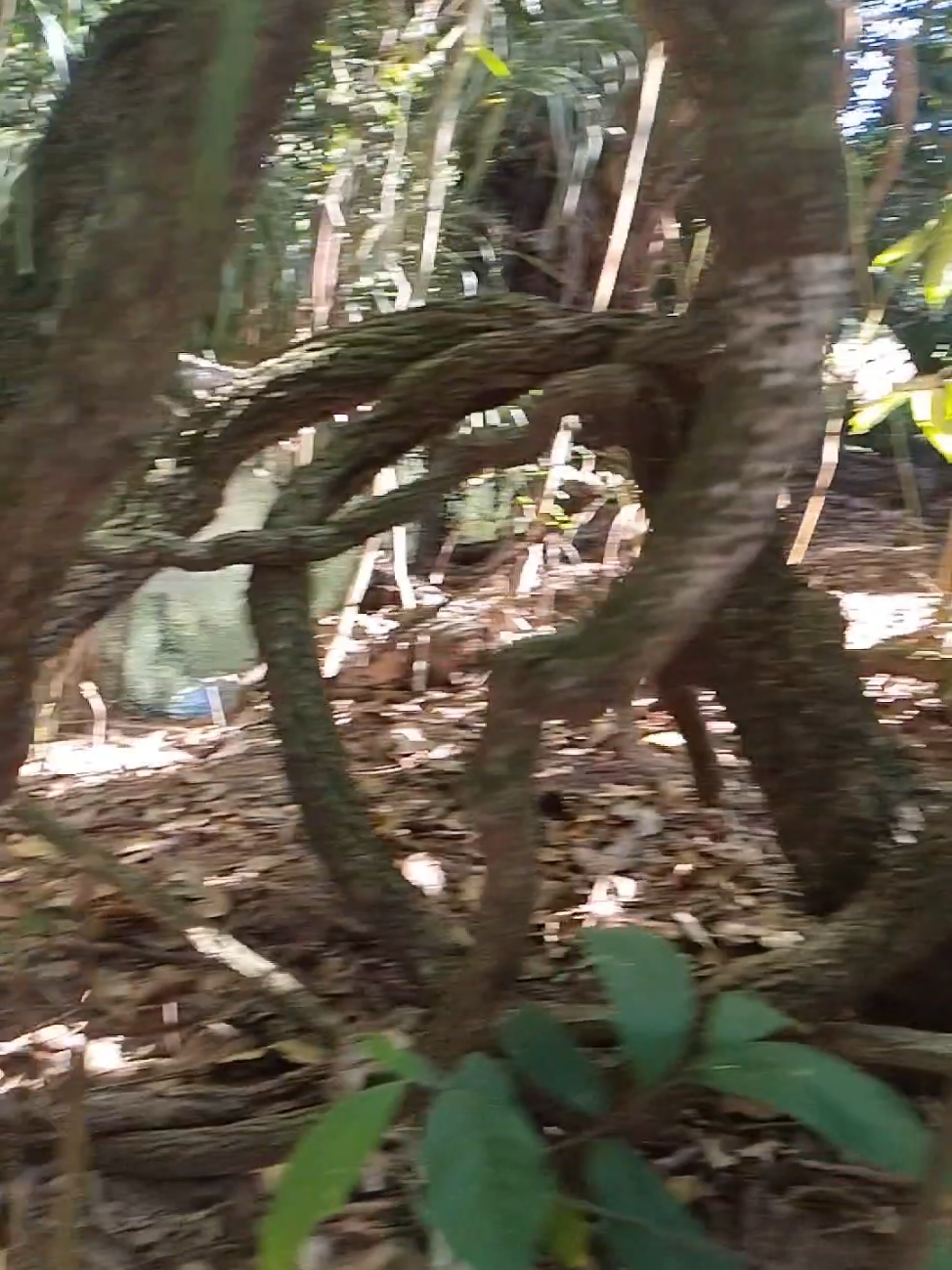 Ovi #Ufo #alien #mistery 