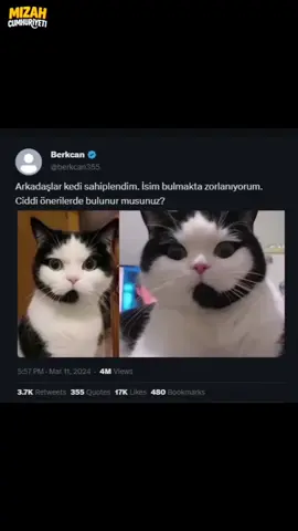 Kedi hizmetleri 😃