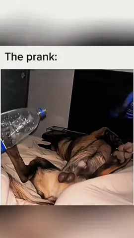 Try not to laugh 😂😂😂 #funny #animals #funnypets #funnyanimals #catsoftiktok #funnytiktok #cat #haha #dog #pet #funnyvideos 