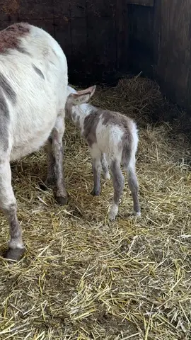 #donkey #minidonkey #minidonkeysoftiktok #mini 