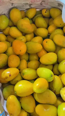 Sini ngumpul pecinta mangga udang  #bataktiktok #manggaudang #danautoba #samosirindah #manis #fruits #sehatselalu 