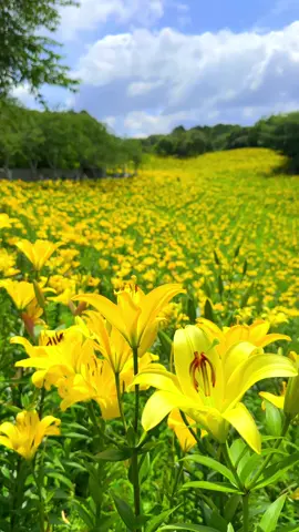 可睡ゆりの園。 毎年6月、東京ドーム約2個ぶんの広大な敷地に約150品種200万本のゆりが咲きます。 あじさいの丘も広大でした！ 📲2024/6/11 Kasui Yuri no Sono Lily Park in Shizuoka prefecture. About 150 varieties and 2 million lilies bloom every year around June on the vast grounds. The hydrangea area was very vast too! #japan #花 #flowers 