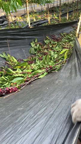 #cafe #recolhedoradecafe #cafeconiloncapixaba 