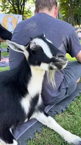 Our Puff & Peace Class was just what we needed! It’s the Oregon way! 💚 #goatyoga #trees #animaltherapy #farminghappiness #fyp @OriginalGoatYoga  