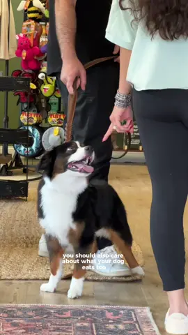 One of our favorite pet shops, is turning ONE this Saturday and throwing the ultimate pup party 🐾💗 They’ll have custom embroidery for the first 10 who shop in-store, adorable raffle baskets, a Barkin Robbin’s pup cup bar (yes please), paw print art, a mini agility course, free treats all day, and Pren Kitchen is popping up with gluten-free paw print donuts + matcha 🍩☁️ Also: gift bags for the first 20 purchases, music, and photo ops! So excited to celebrate with @Mini Mapes  #njthingstodo #njpetstore #miniaussie #njhealthpetstore #chesternj #mendhemnj #morristownnj #longvalleynj #pupactivities 