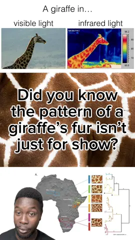 Not just a pretty face 🦒🫀 #Giraffe #Giraffes #Reticulatedgiraffe #Thermoregulation #Circulatorysystem #Giraffeprint #Giraffelove #Giraffelover #Giraffelovers #Giraffeobsessed #Giraffeobsession #Giraffelife #Giraffeneck #Giraffeconservation #Babygiraffe #Animalanatomy #Ilovegiraffes #Evolution #Sciencefacts #Scienceeducation #Sciencecommunication #Scienceisfun #Sciencefun #Sciencenerd #Biology #Biologist #Zoology #Zoologist #Ecology #Ecologist 