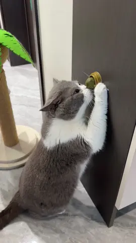 **🌿🌀 77,000+ Cats Can’t Be Wrong – The Ultimate Catnip High is Here!**   Introducing the **Rotating Catnip Ball** – your feline’s new obsession that combines dental health with pure, unadulterated joy!   ✨ **Why It’s a Hit:**   ✔️ **Organic Catnip Filled** – Triggers happy zoomies and content purrs   ✔️ **Dental Health Bonus** – Gently cleans teeth during play   ✔️ **7.7W+ Happy Customers** – The *#1* shop’s best-selling toy   #CatnipMadness #HappyKitty #MustHaveCatToy   💬 **Comment 
