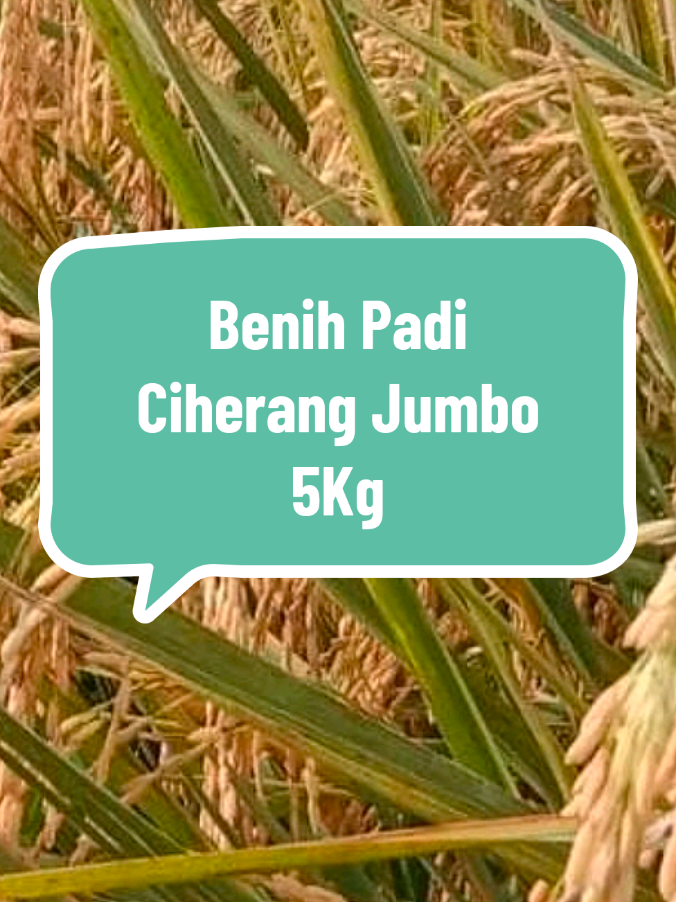 benih padi ciherang jumbo 5kg 