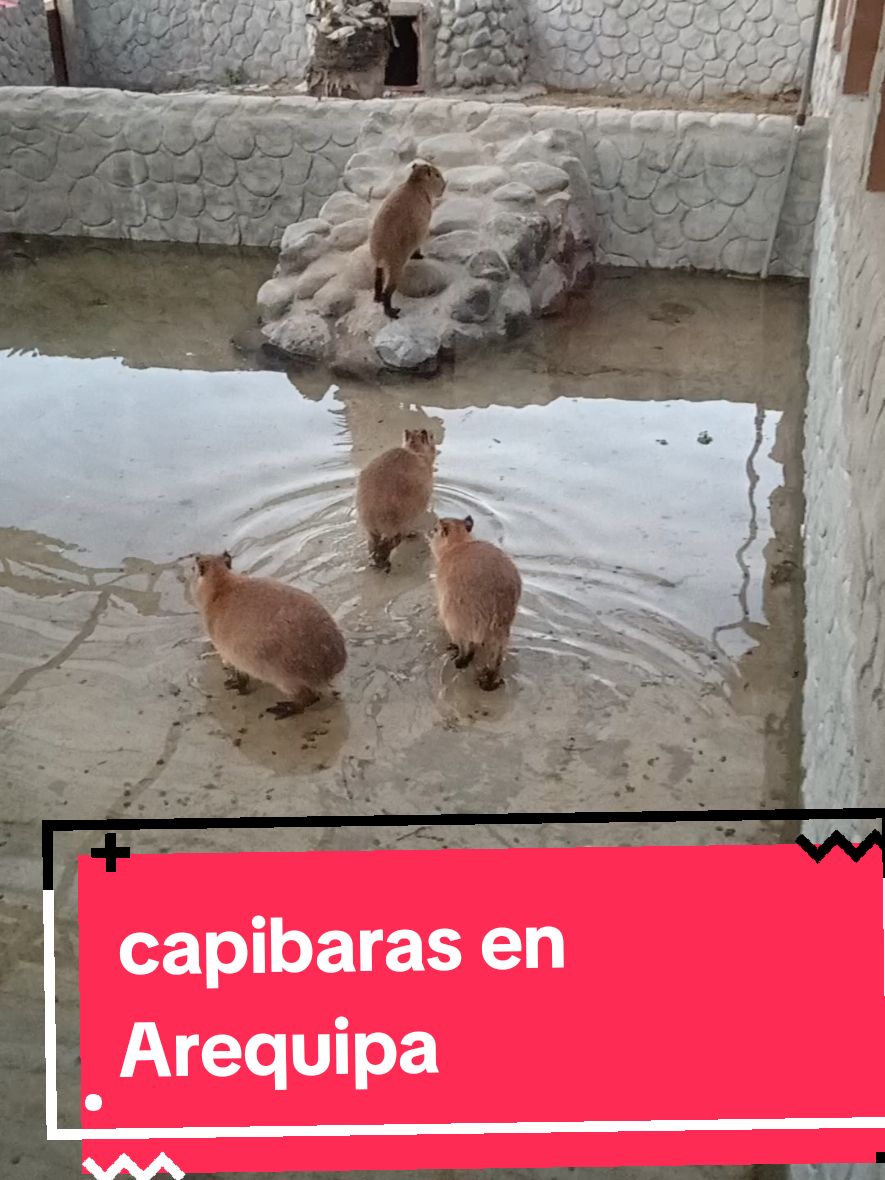 #capibara #zoologico #zoomundoaqp #viral #videoviral  #capibaras #arequipa #zoologicoarequipa  capibaras en Arequipa los pueden visitar en el zoológico de Paucarpata 