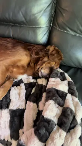 Acts like he works 10 hour shifts at the factory #foryoupage #fyp #dog #dogs #dogsoftiktok #goldenretriever #pet #pets #PetsOfTikTok #animal #animals #animalsoftiktok #followme