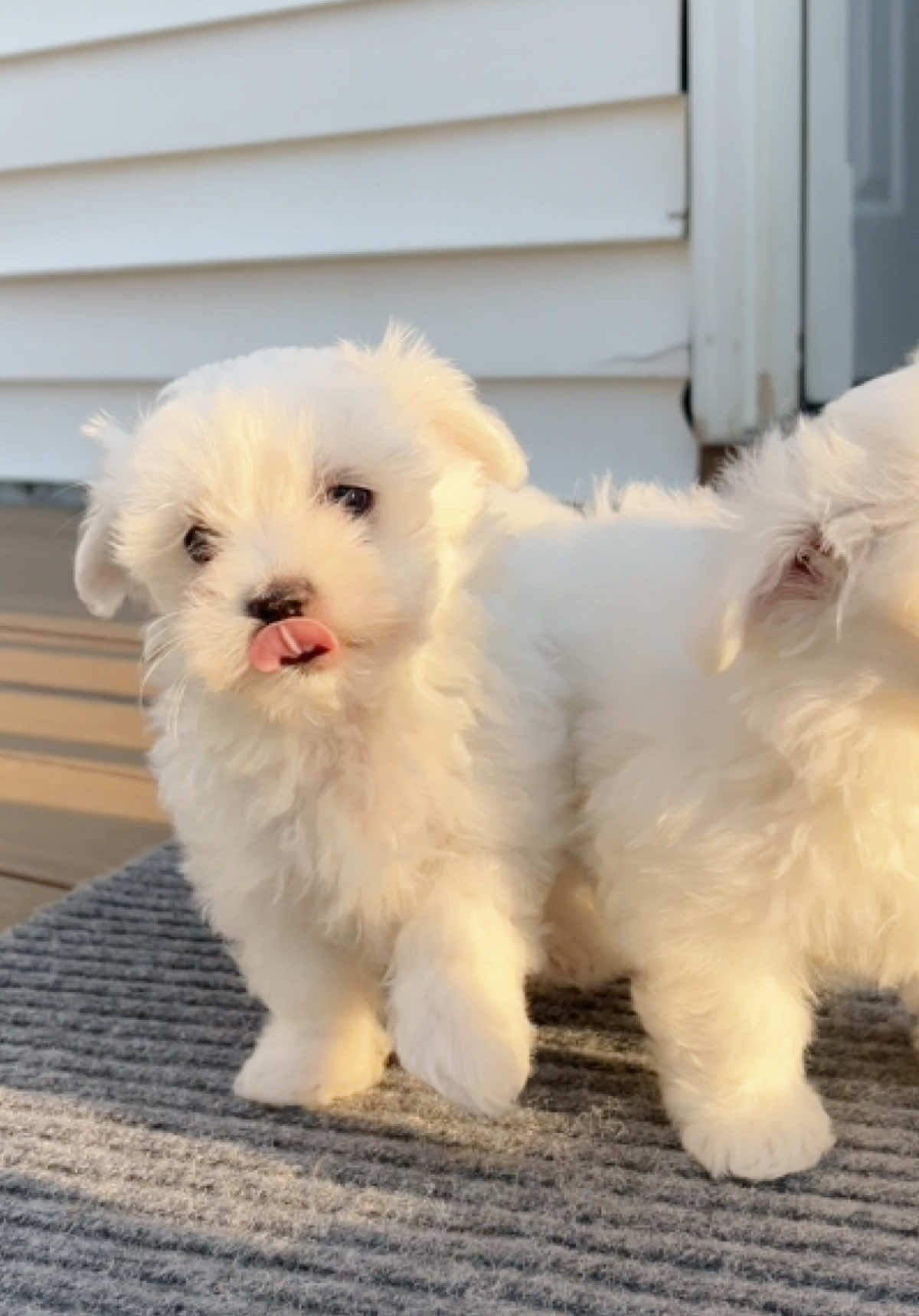 Cutest little Maltese puppies! 😍  We have very few puppies left! ❤️ #maltesepuppies #malteseavailable 