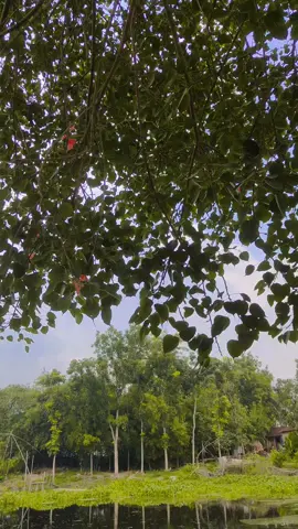 চারিদিকে সব আপন মানুষ, তবে প্রত্যেকে  নিজ স্বার্থ পযন্ত সীমাবদ্ধ..🌸 #foryoupage_tik_tok #viralvideo🙂 #veaws #natural #ti̇ktok 