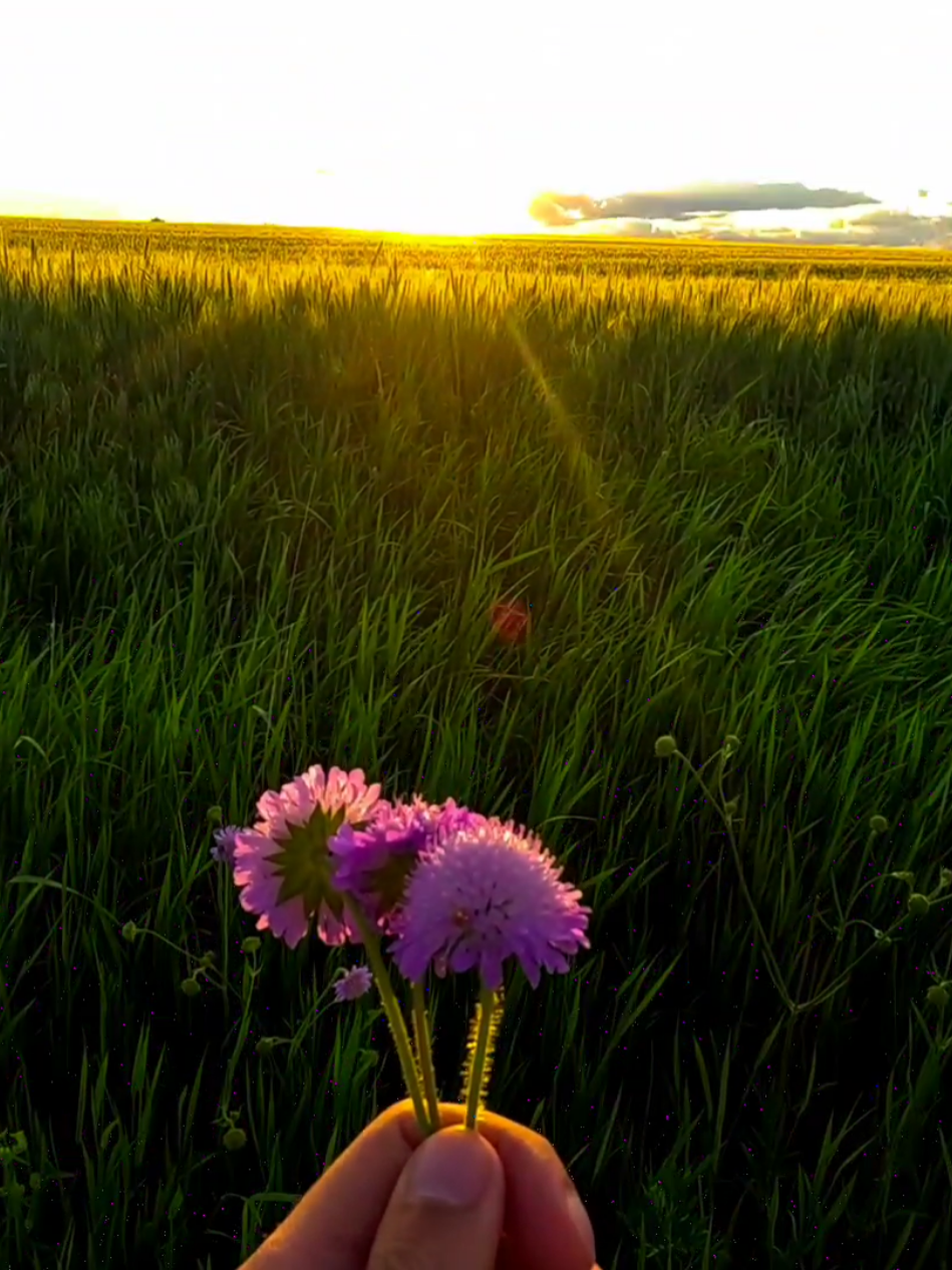 beautiful place and sunset 🌇🌆#sunset #sun #flowers #рек #depresion #реки #naturevibes #atmosphere #рекомендации #fypシ゚ #real #reels #darkness #nature #molfar_23 #fyp #aesthetic #foryou 