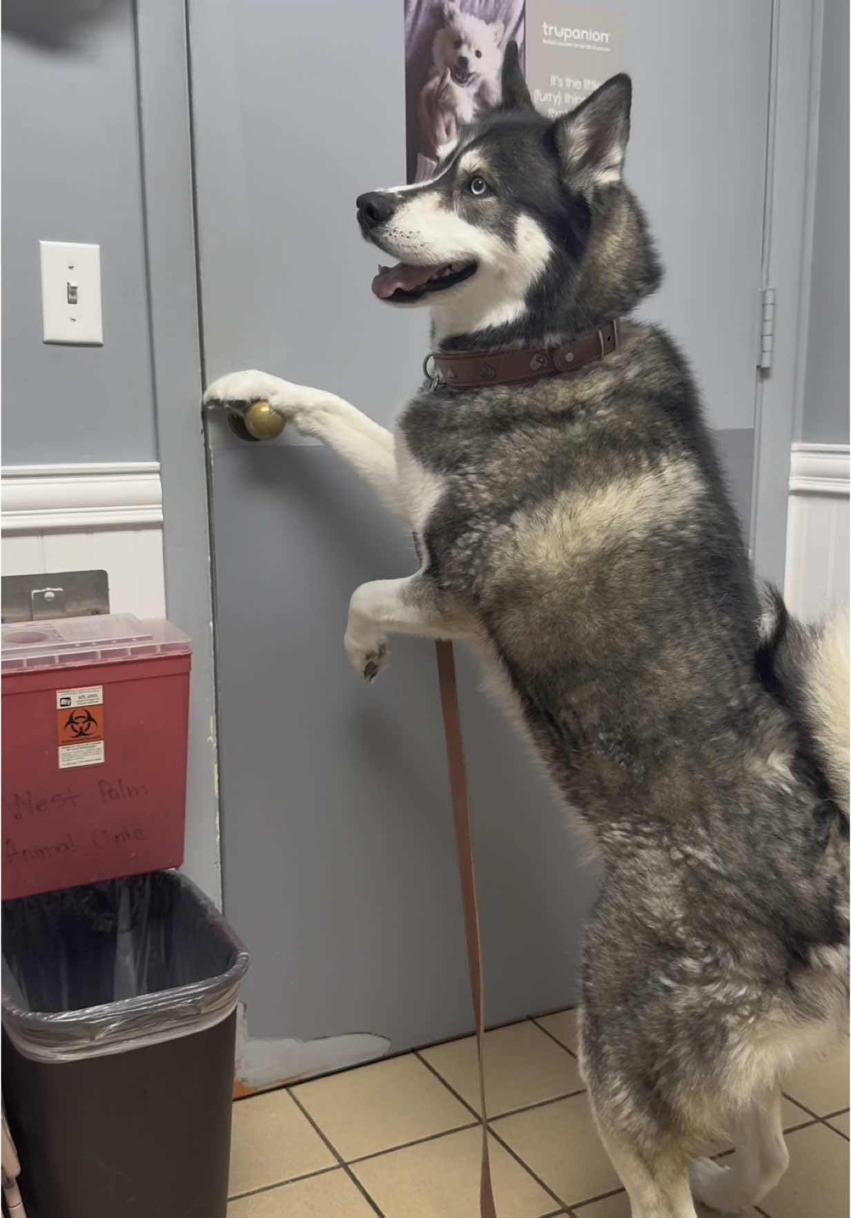 This is why they have rounded door knobs…  #dogsoftiktok #dogsoftiktokviral #husky #huskies #dogs #dog 