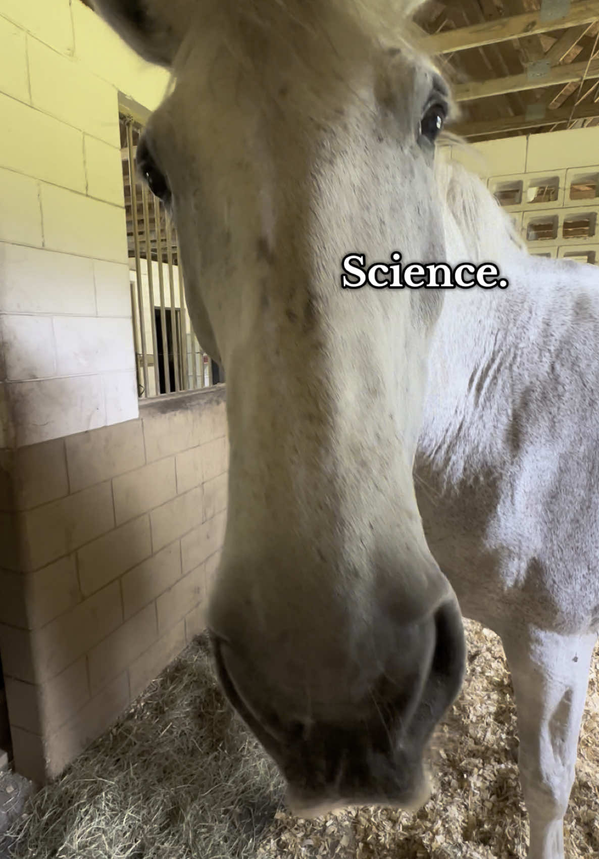 He doesn’t have hands but a prehensile colon I guess. If TikTok asks you it’s fake or whatever. Also don’t talk with TikTok about me behind my back that’s rude. #horsegirlsoftiktok #horsegirl #connemara #superman #equestrianlife #horses 