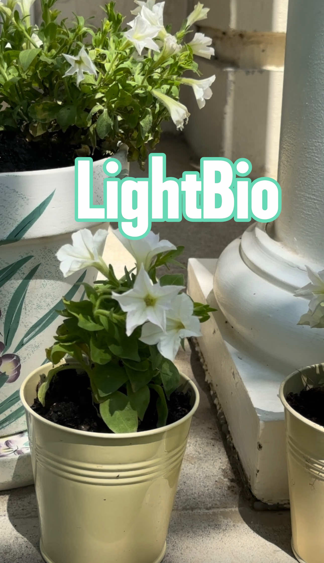 💡 The dance of genetic science with nature: 🌿A real flower that glows in the dark! 📰 On the TIME 2024 list: This flower that glows at night is not just a plant, it's a marvel of innovation! ✨ @light.bio ✨ @creator.space.community  link here and in bio 🔗 https://s.creatorcommerce.club/8c263d74 #lightbio #glowinthedark #scienceandnature #innovations2024  #glowingplant #fireflypetunia  #lightbioplant #flowersofinstagram #genetica #creator #ugccreators 