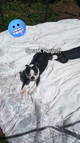 yeah this is amazing and it's perfect for summer time☀️ keep your pets nice and cool with spark paws #sparkpaws #fyp #chilly #iceicebaby 
