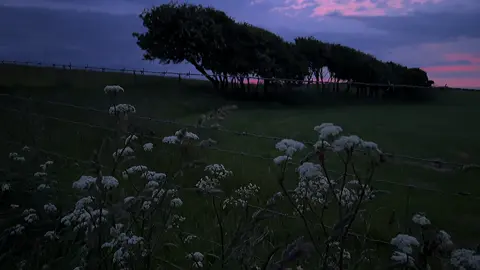 #nature #darkaesthetic #bluehour #relaxing 