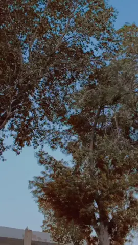 #CapCut #foryoupageofficiall #foryoupage 