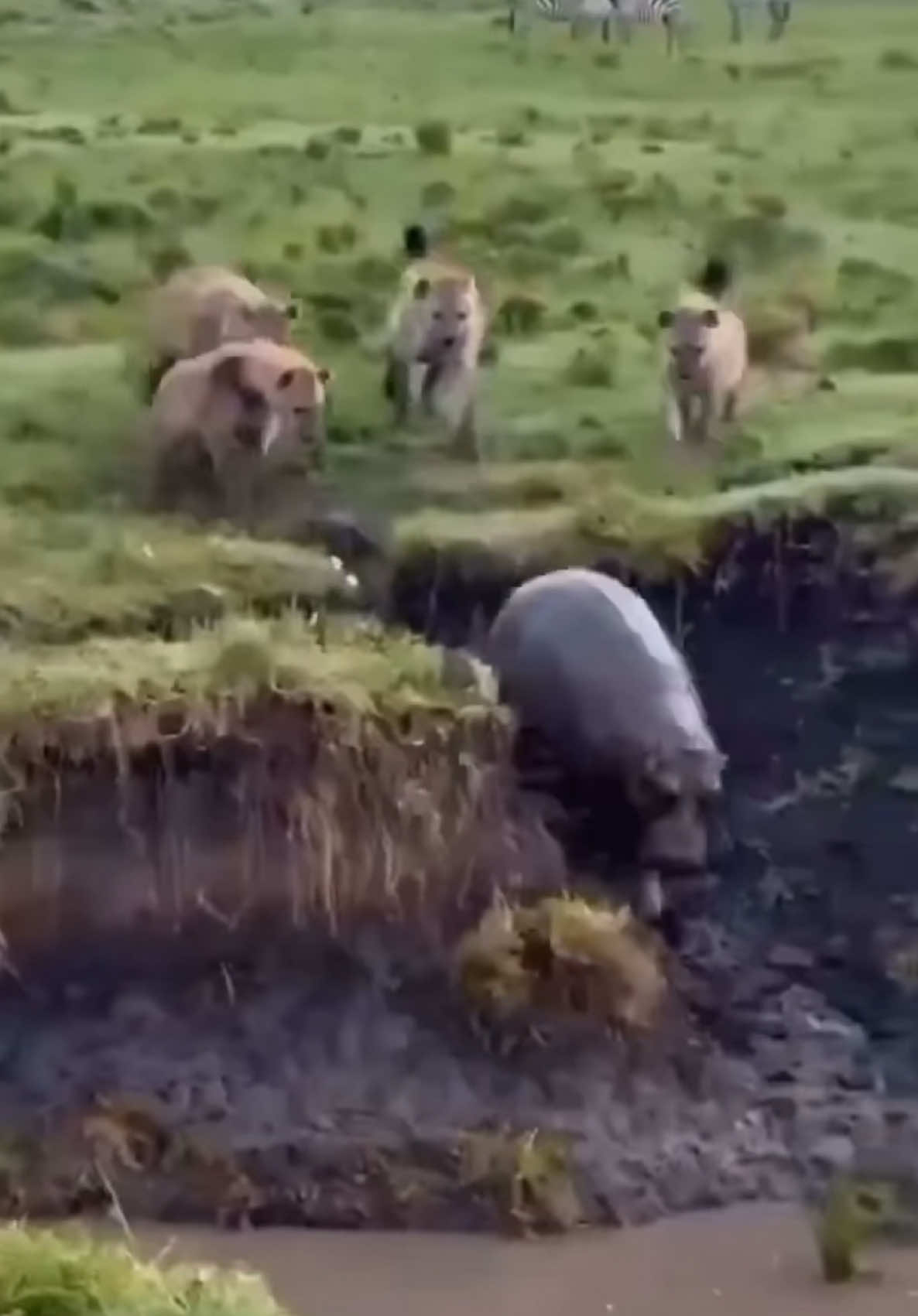 hippo 🦛 vs hyenas  #tanzania🇹🇿  #wildlifephotography  #trendngreels  #wildlife  #tarangire  #nature  #hippo #hyenas #trendingreels  #tanzaniatiktok  #viralvideo  Credit @tanzania_holiday 