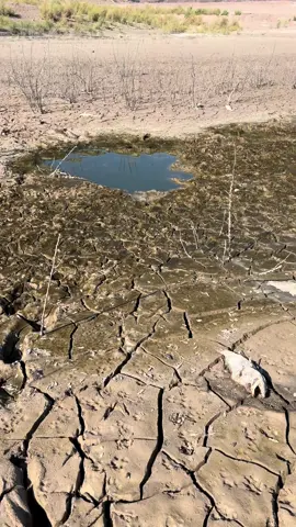 Fish Cemetery 😳 #lakemead #sincityoutdoors #Outdoors #dayinmylife #exploring 