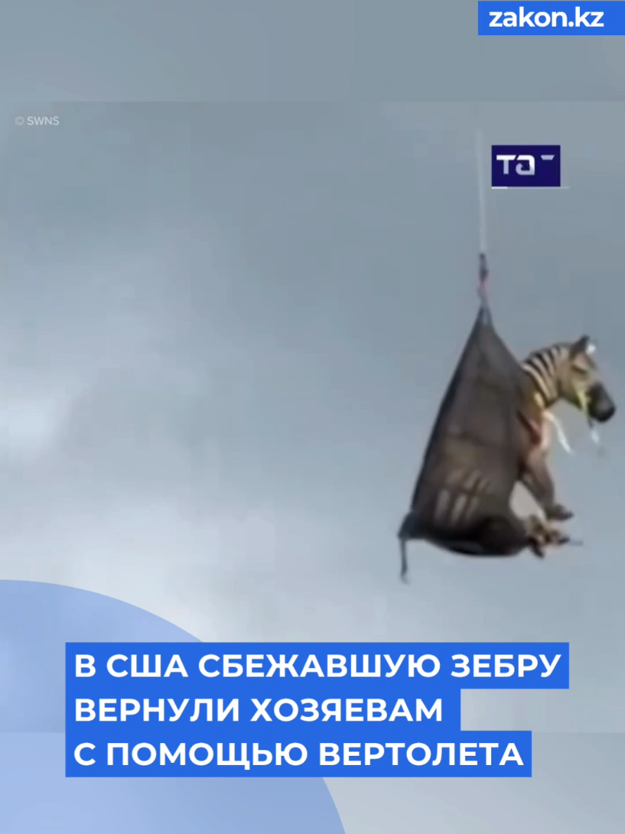 В США сбежавшую зебру вернули хозяевам с помощью вертолета, сообщил офис шерифа в Теннеси. Домашняя зебра по кличке Эд больше недели свободно перемещалась по штату. Bидео: TACC/Reuters|SWNS #животные #путешествия #спасатели 