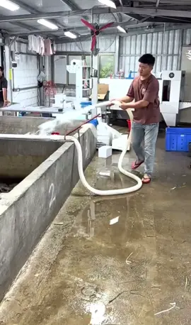 Raising crabs in tanks from infancy until maturity