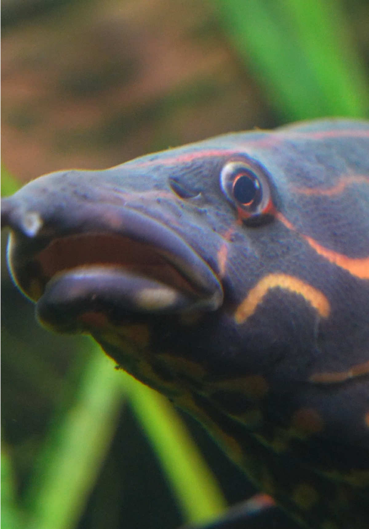 Take a snack break with Mr.Snoopity - our fire eel in River Scout! ❤️ #eel #georgiaaquarium #atlanta #snackbreak 