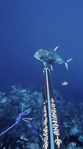 Giant Trevally are polarizing - they’re majestic and powerful, and either highly desirable or considered a trash fish only valuable as a catch and release sport fishing prize. @matiasvargas12 loves em - both as a big tough prize and on the plate. 💪 🍽️ ••• From: @matiasvargas12 ••• “You can tell who rules the reef 👑 This GT shot out of the deep like a torpedo—zero hesitation, total dominance. People say GT isn’t the best on the plate, but honestly? I’ve been eating it fresh with the locals and I think is great. Flavor’s solid, texture’s great. Moral of the story: don’t knock it ‘til you’ve tried it—everyone’s taste is different!”