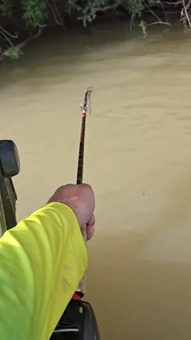#fishing #pesca #wedcarstvo #catfish #siluro #sum 